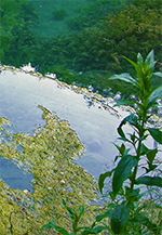 teich